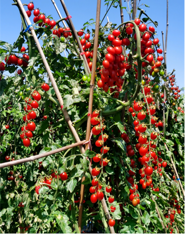 地康源肥料：讓紅貴人番茄的“天賦”，結(jié)出更驚艷的豐收